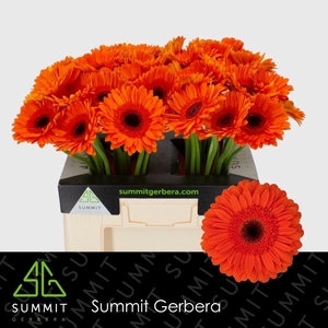 Gerbera Durango Water