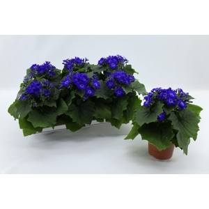 Pericallis Mandala Blue