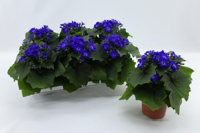 <h4>Pericallis Mandala Blue</h4>