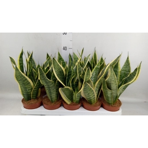 Sansevieria trifa. 'Futura Superba'