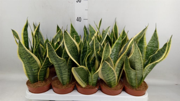 <h4>Sansevieria trifa. 'Futura Superba'</h4>