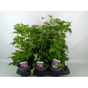 Anemone hupeh. 'Splendens'