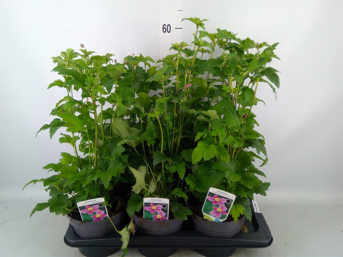 <h4>Anemone hupeh. 'Splendens'</h4>