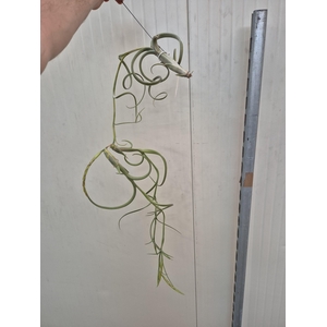 Tillandsia Intermedia (XXL Jumbo)