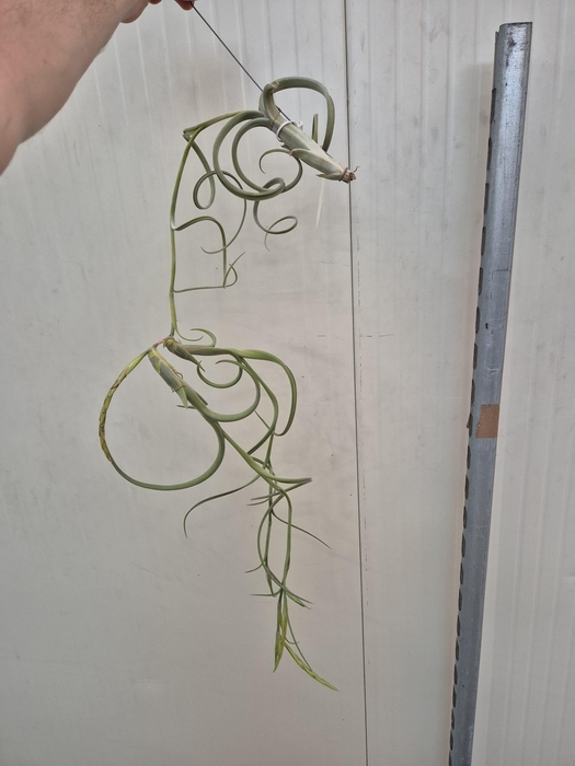 <h4>Tillandsia Intermedia (XXL Jumbo)</h4>