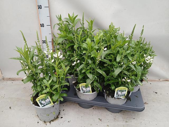 <h4>PHYSOS VIRGINIANA</h4>