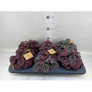 Peperomia