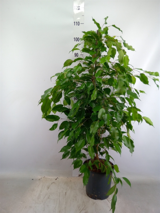 <h4>Ficus benja. 'Exotica'</h4>