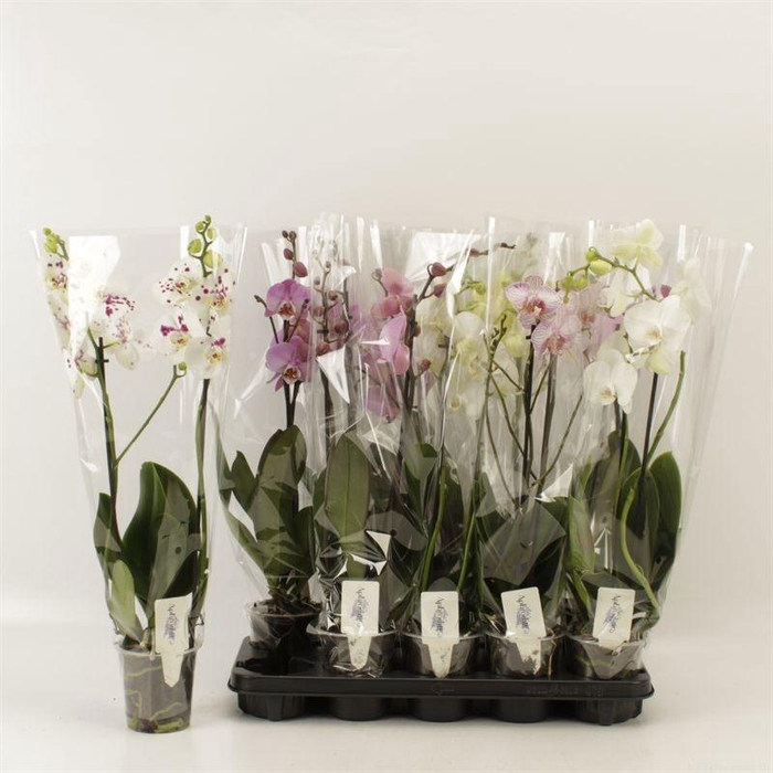 <h4>PHAL GEM 6 KL</h4>