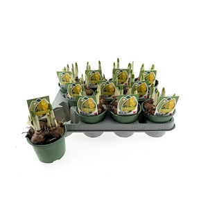 Narcis Adriana 10cm