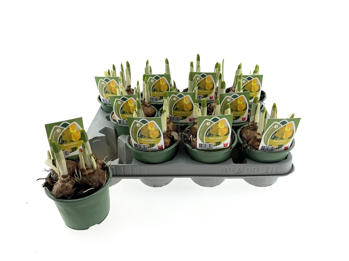 <h4>Narcis Adriana 10cm</h4>