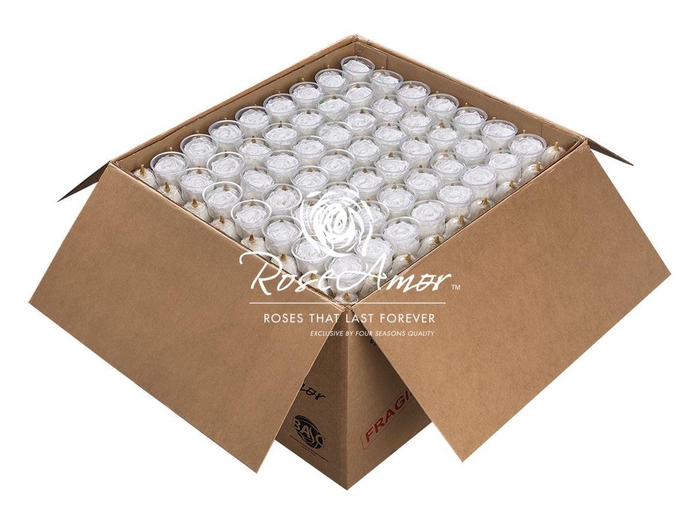 <h4>Xl Bulk Whi01</h4>