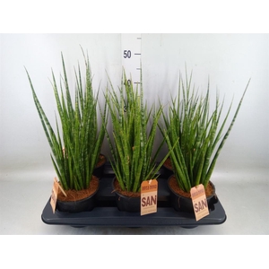 Sansevieria kirkii 'Friends'