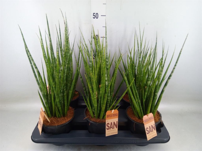 <h4>Sansevieria kirkii 'Friends'</h4>