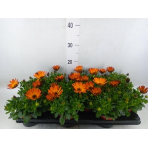 Osteospermum  'Margarita Orang Fla'