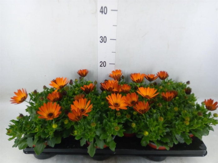 <h4>Osteospermum  'Margarita Orang Fla'</h4>