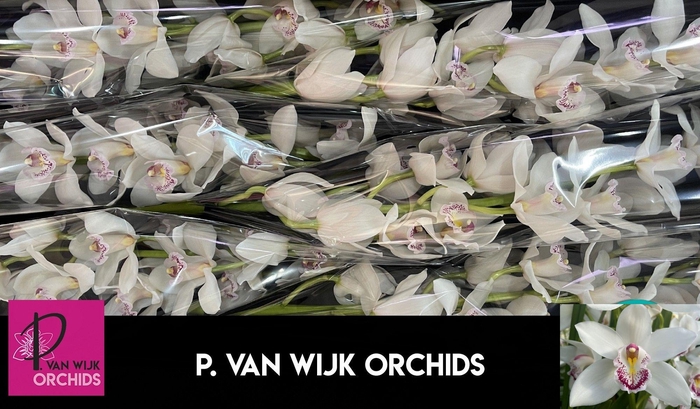 <h4>CYMB T SILVER</h4>