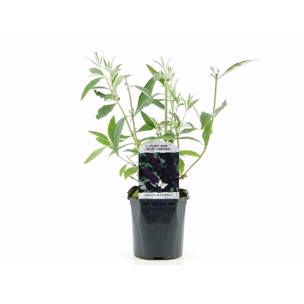 <h4>Buddleja dav. Black Knight</h4>