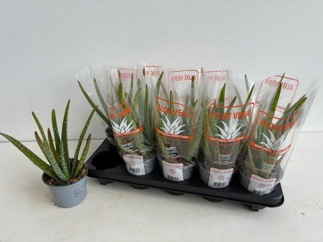 <h4>ALOE VERA</h4>