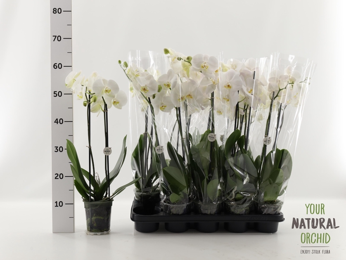 <h4>PHAL OV WIT</h4>