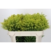 Solidago Tara Gold Buiten