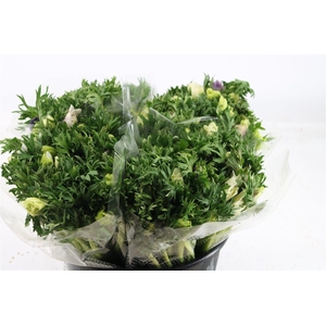 Anem Marianne Pastel