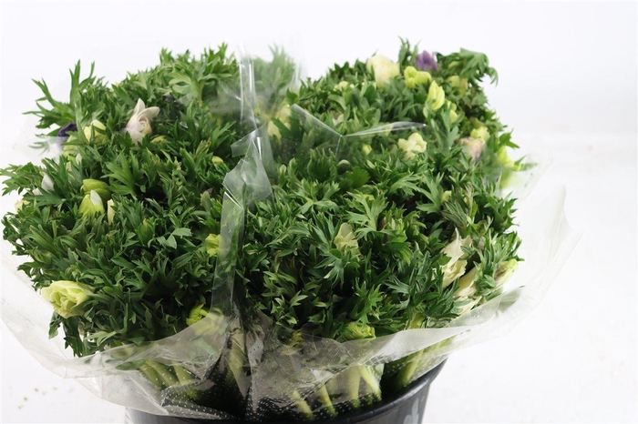 <h4>Anem Marianne Pastel</h4>