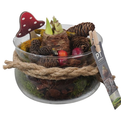 <h4>PTAA7580 Arrangementen Hippeastrum</h4>