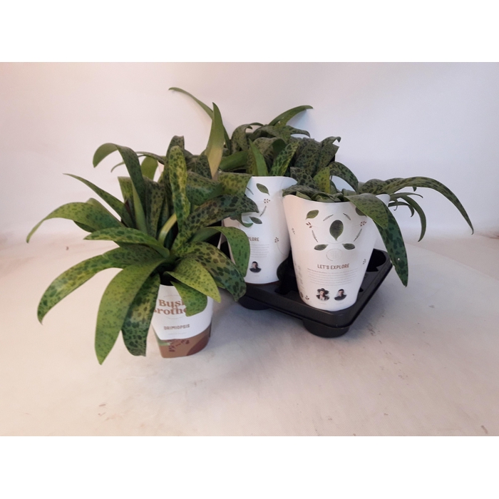 <h4>DRIMIOPSIS MACULATA</h4>