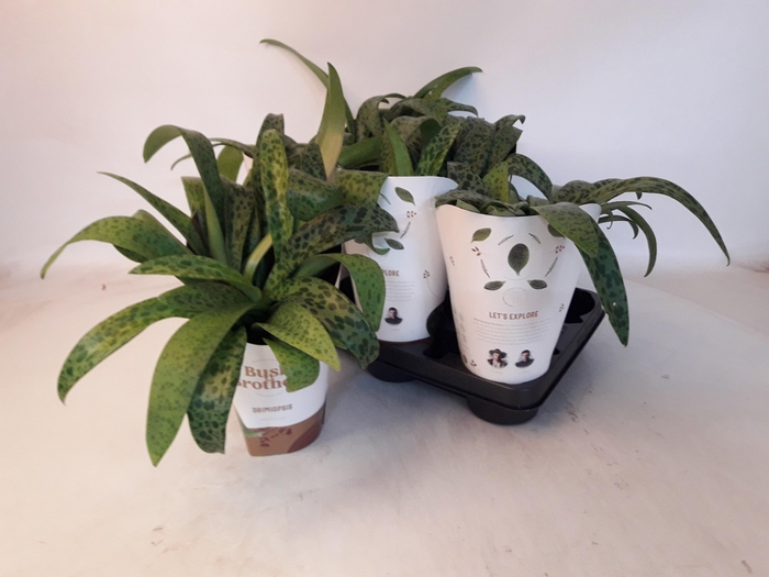 <h4>DRIMIOPSIS MACULATA</h4>