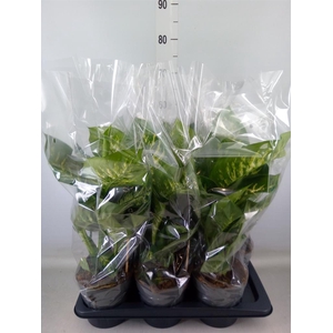 Dieffenbachia seg. 'Reeva'