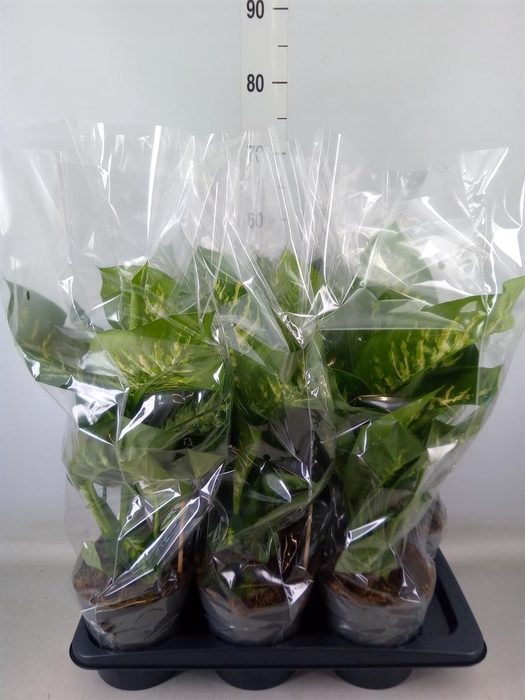 <h4>Dieffenbachia seg. 'Reeva'</h4>