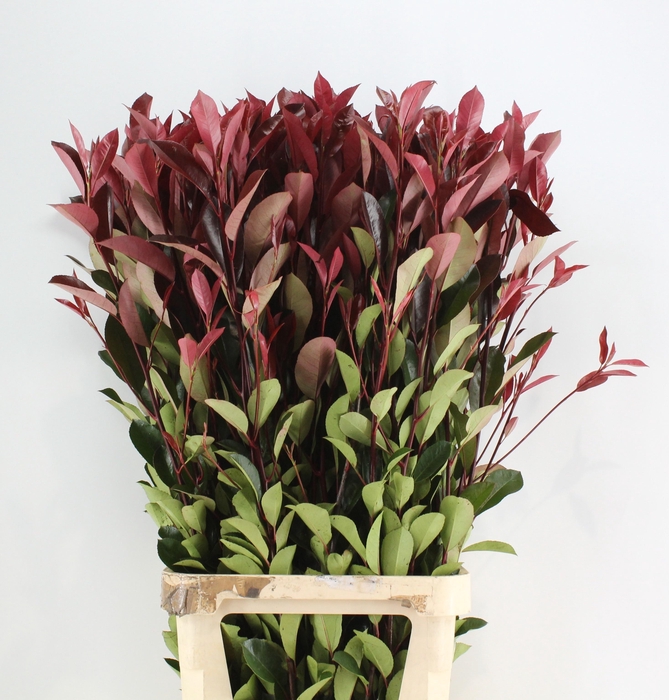 <h4>PHOT X F RED ROBIN 120CM</h4>