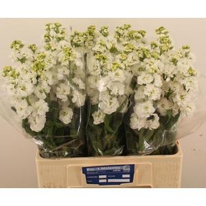 MATTH STOX WHITE