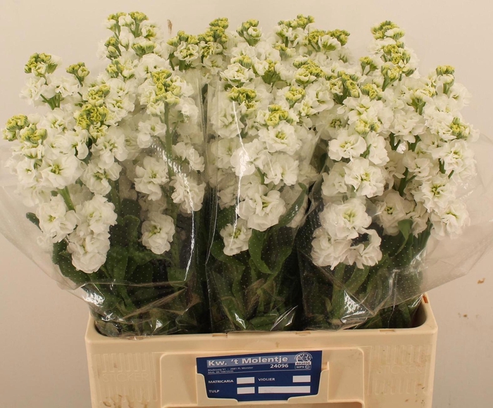 <h4>MATTH STOX WHITE</h4>