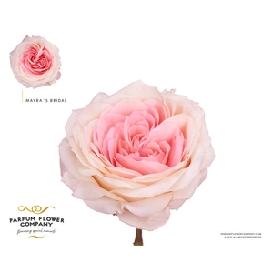 R Gr Garden Mayra Bridal
