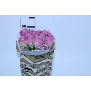 ROSA COOL WATER 050 CM ESTUFA