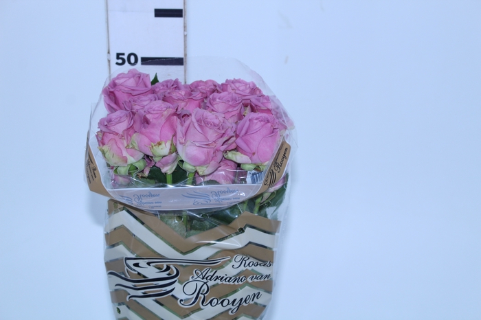 ROSA COOL WATER 050 CM ESTUFA