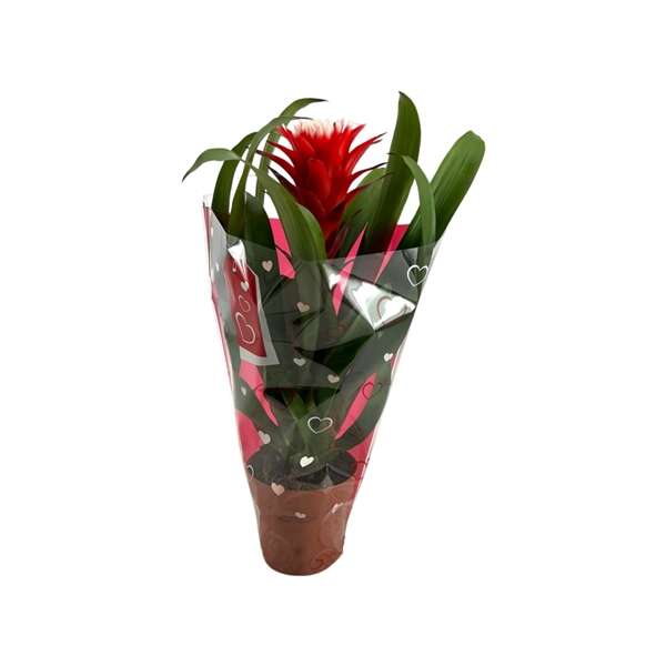 <h4>Guzmania Hope Hartenhoes</h4>