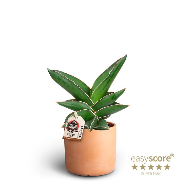 <h4>SANSEVIERIA EHRENBERGII</h4>