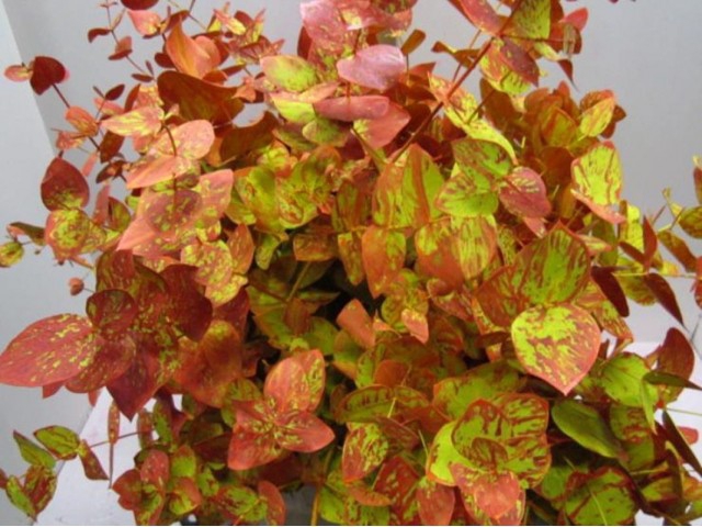 <h4>EUC. CINEREA 300GR HERFST</h4>