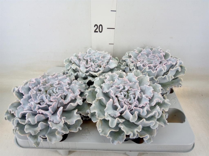 <h4>Echeveria   ...</h4>
