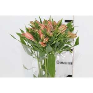 ALSTROEMERIA CANYON 080 CM