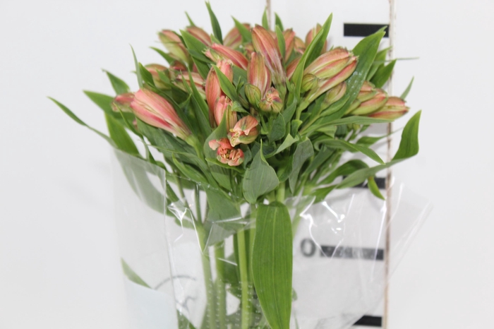 <h4>ALSTROEMERIA CANYON 080 CM</h4>