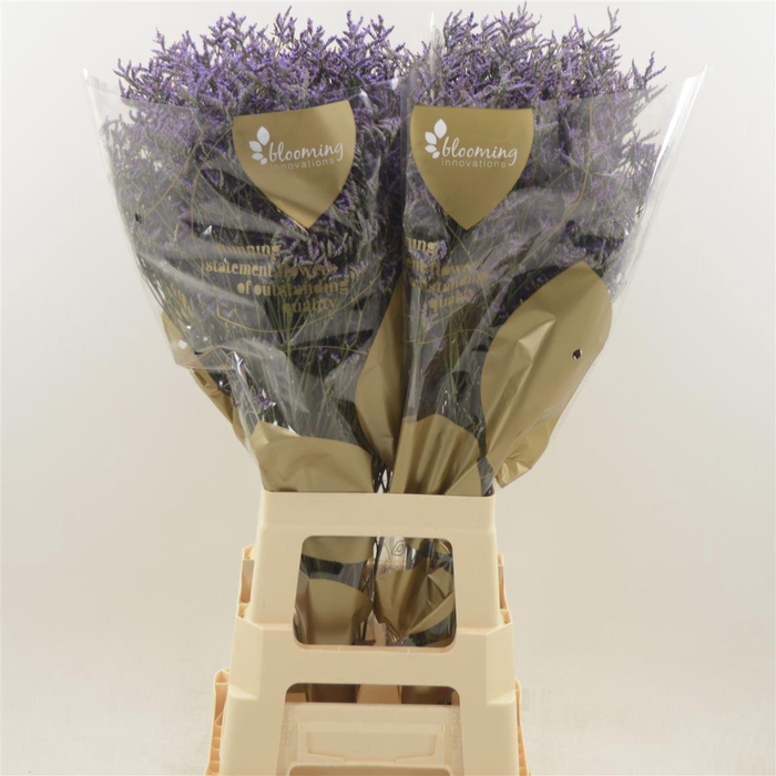 <h4>Limonium Safora Dark Blue | Heavy Quality</h4>