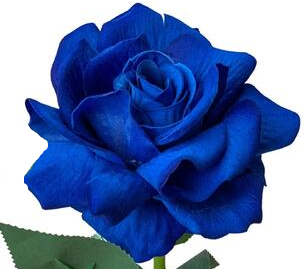 R Gr Tinted Dark Blue 60cm EC