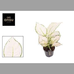 AGLAO WHITE JOY