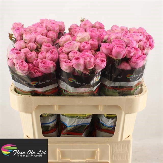 <h4>R TR GISELLE!</h4>