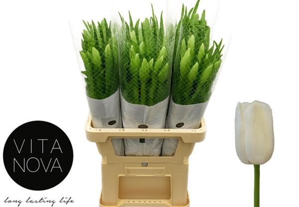 <h4>TU EN MAUREEN</h4>