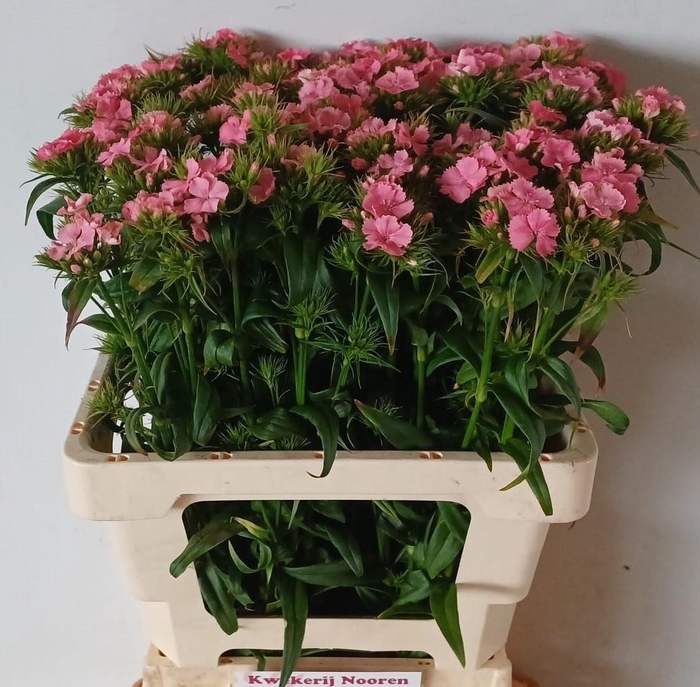 <h4>DI BARB B ZALMROSE</h4>